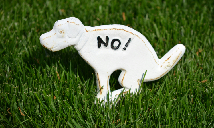 Pet Waste Removal: Keeping Yards Clean Year-Round in Tampa